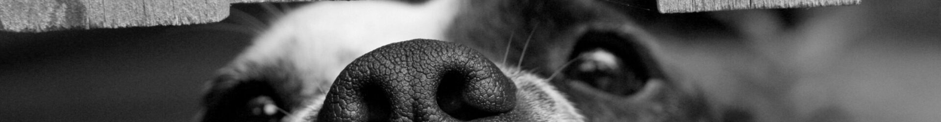 小さなあしあと物語