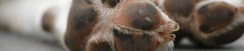 ホームページを開設しました